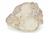 Fossil Oreodont (Leptauchenia) Skull - South Dakota #249246-2